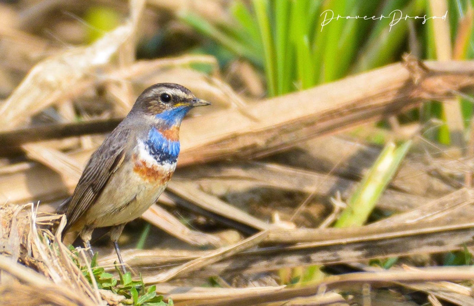 Bluethroat