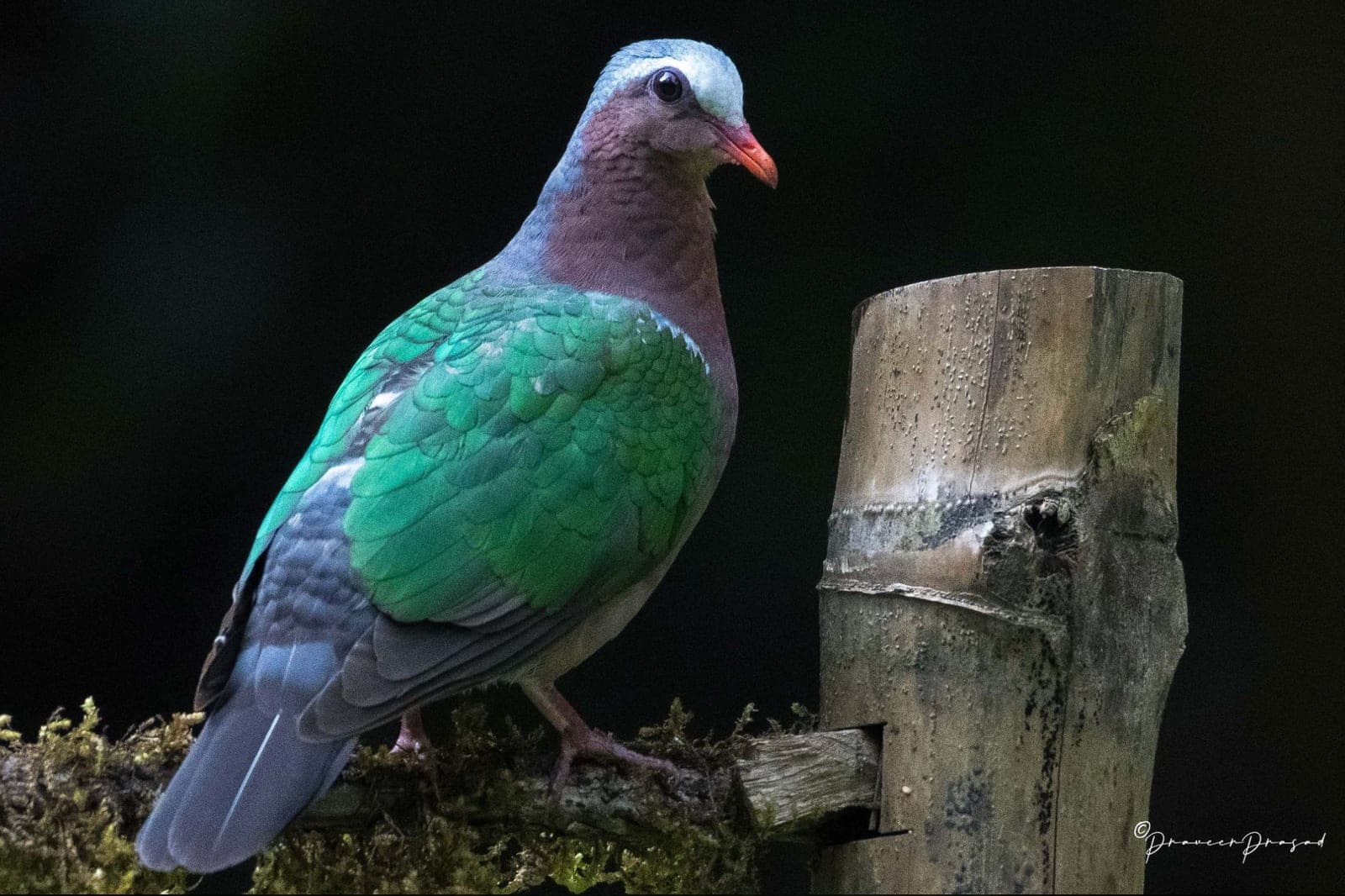 Common Emerald Dove