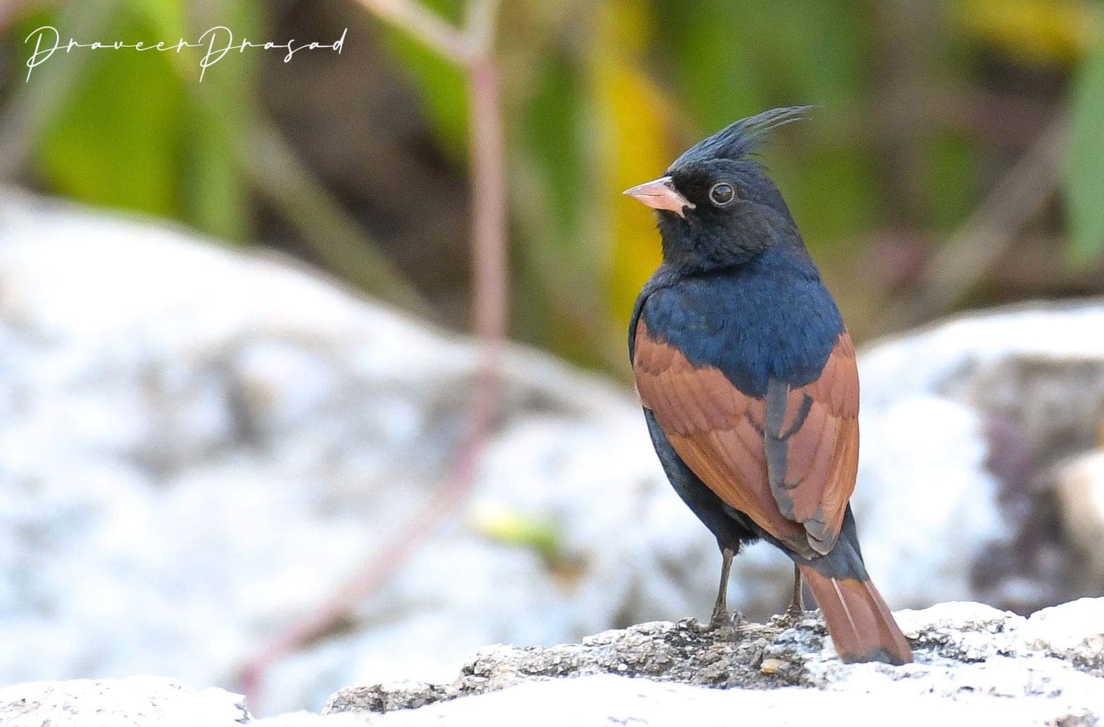 Crested Bunting