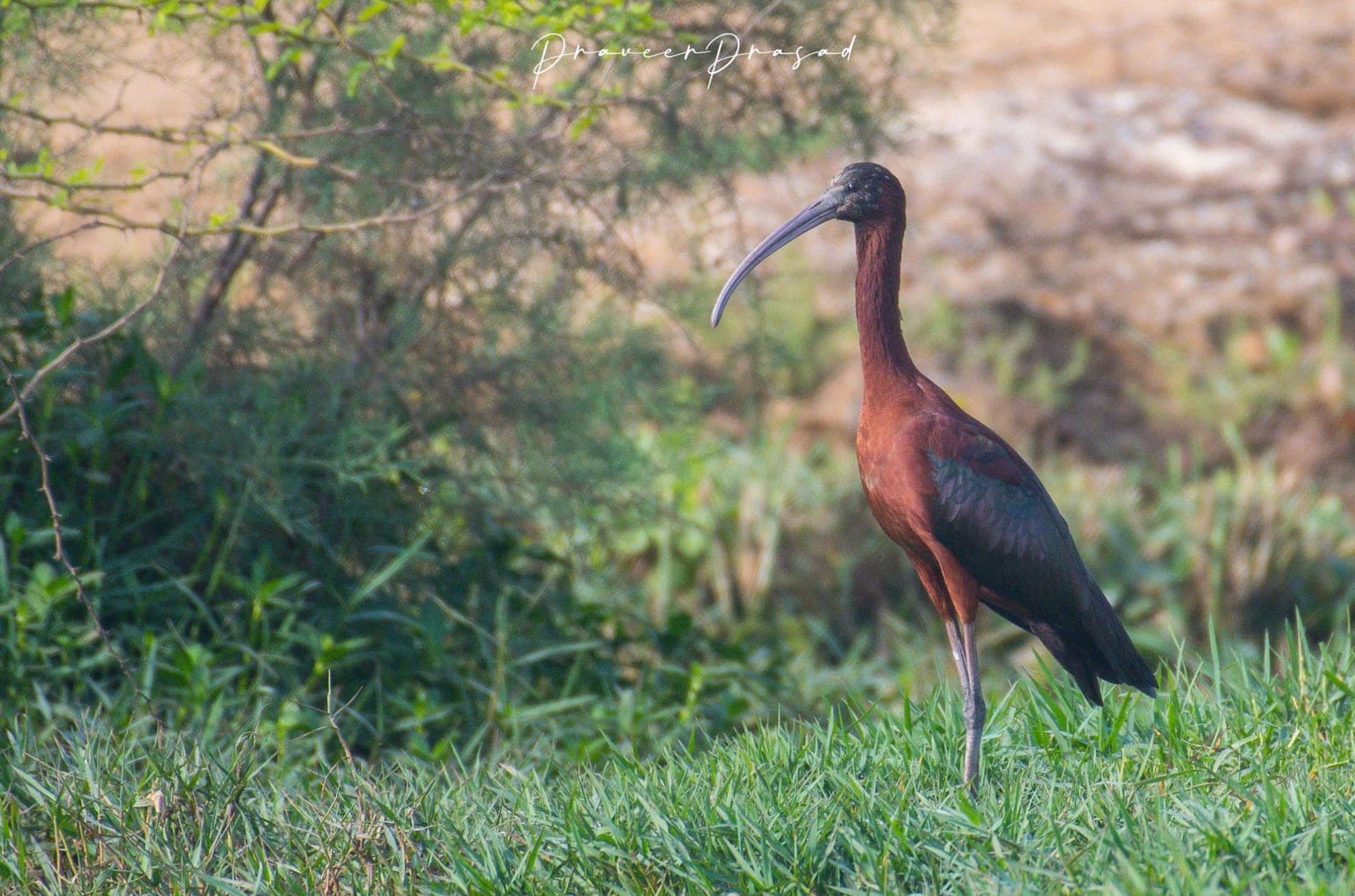 Glossy Ibis