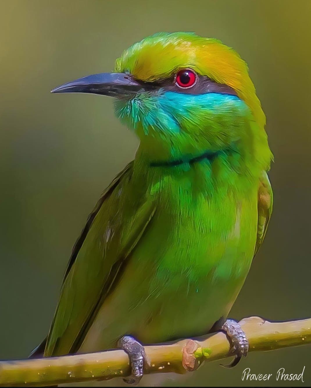 Green Bee-eater