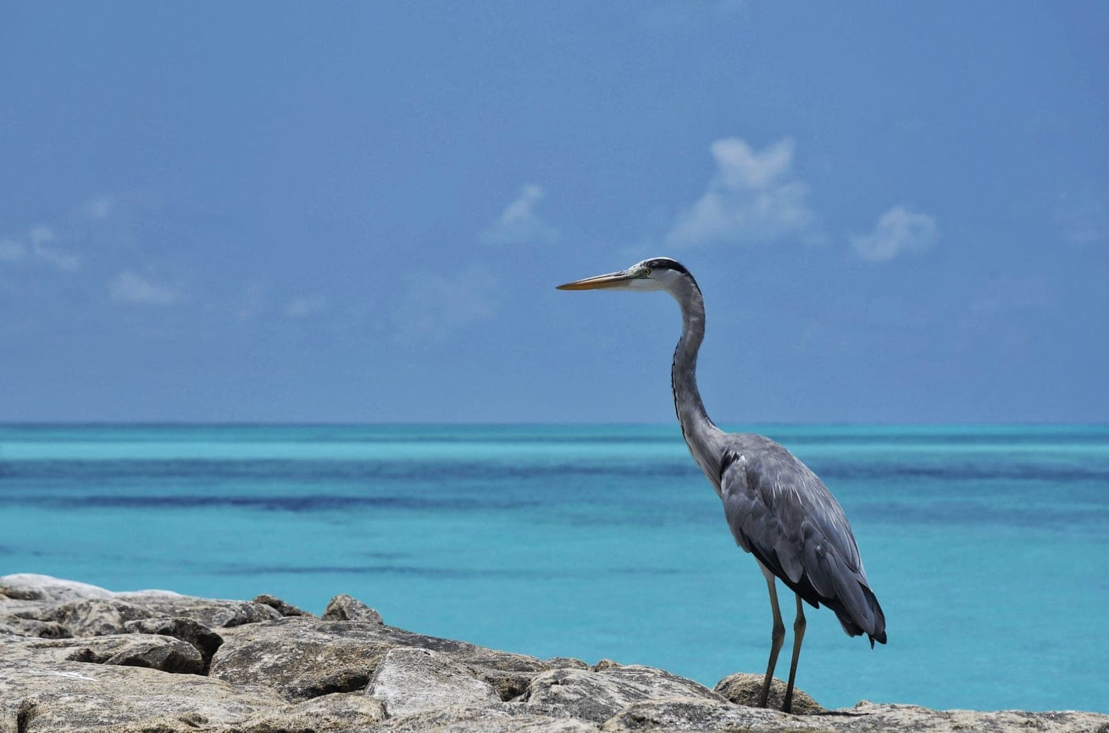 Grey Heron