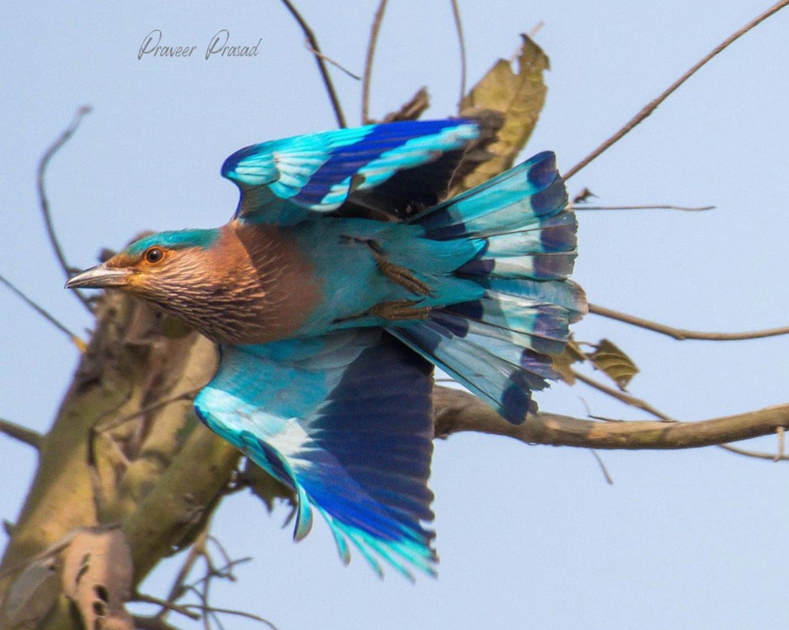 Indian Roller
