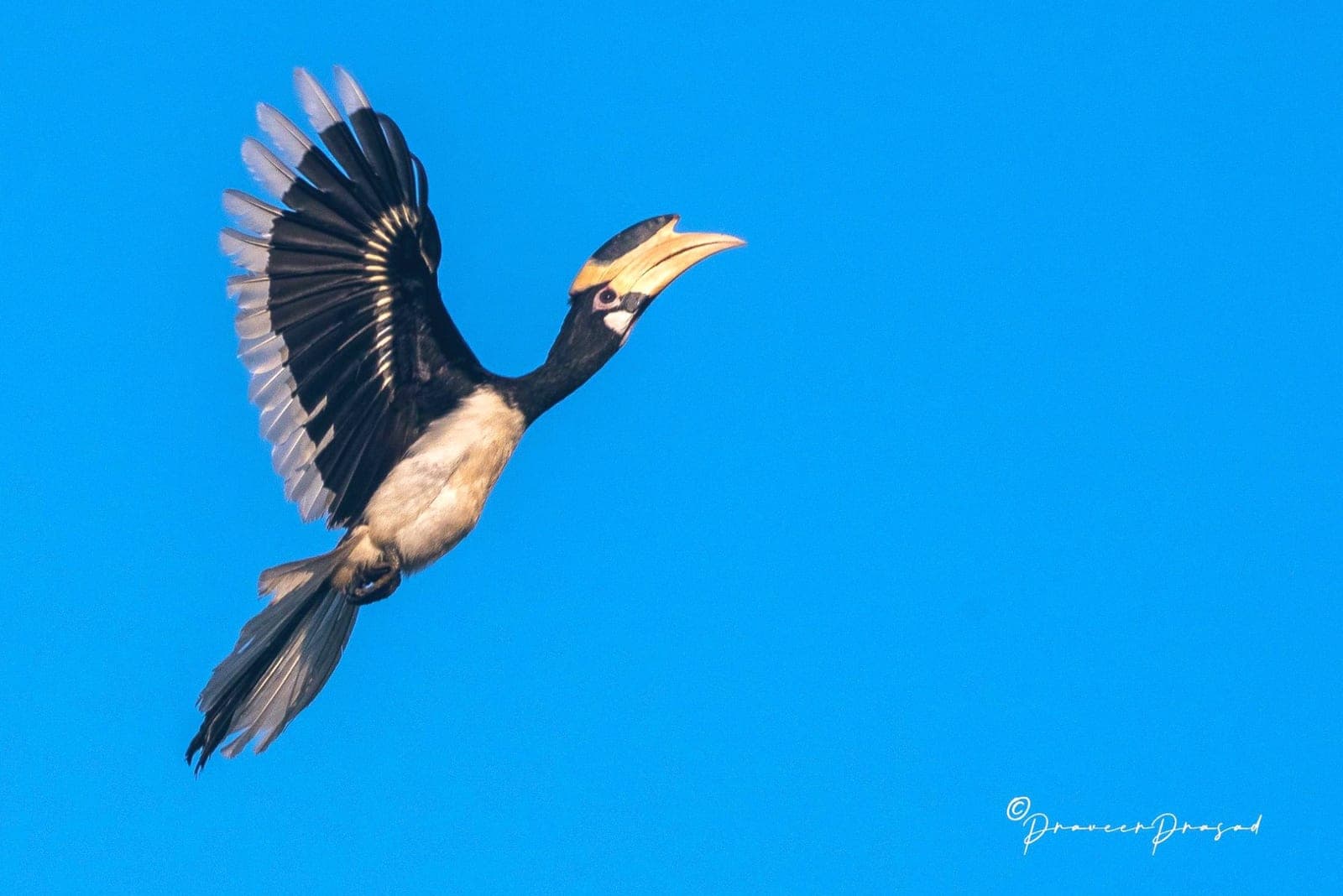 Oriental Pied Hornbill