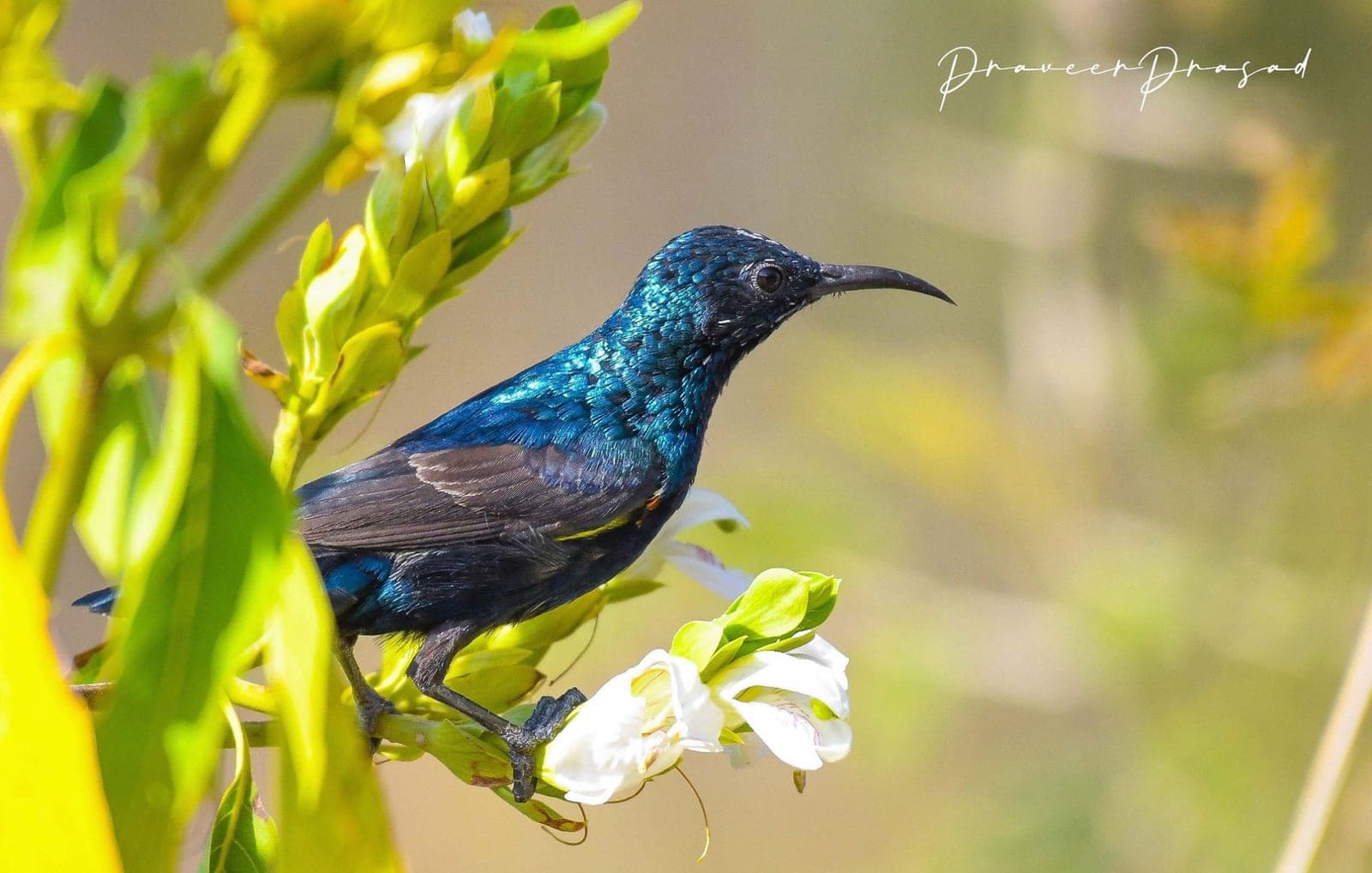 Purple Sunbird