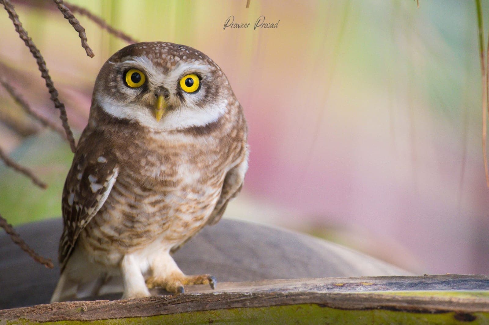 Spotted Owlet