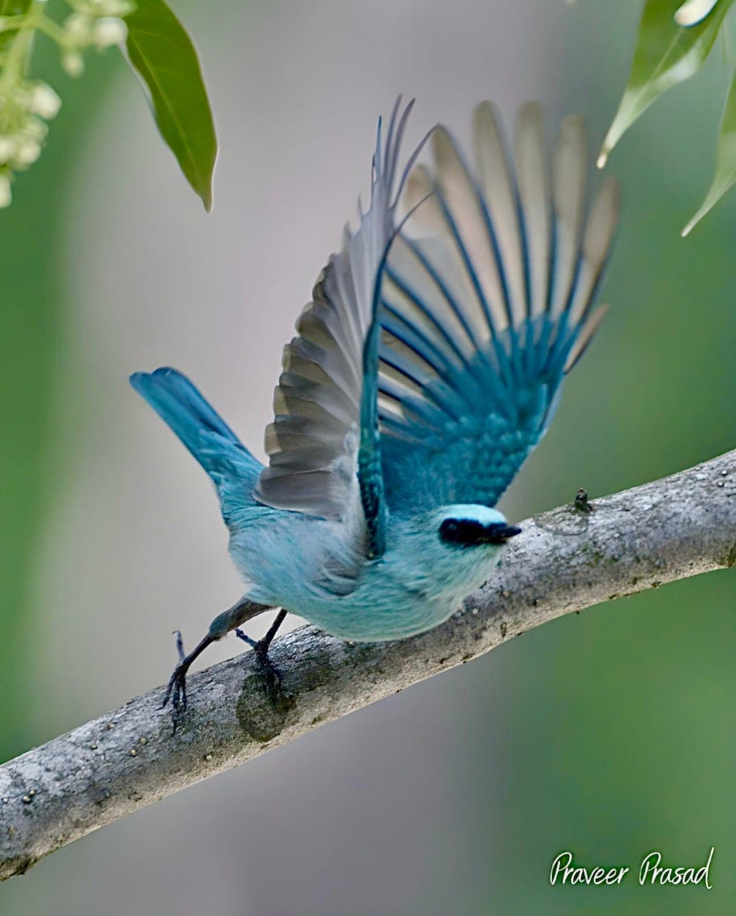 Verditer Flycatcher