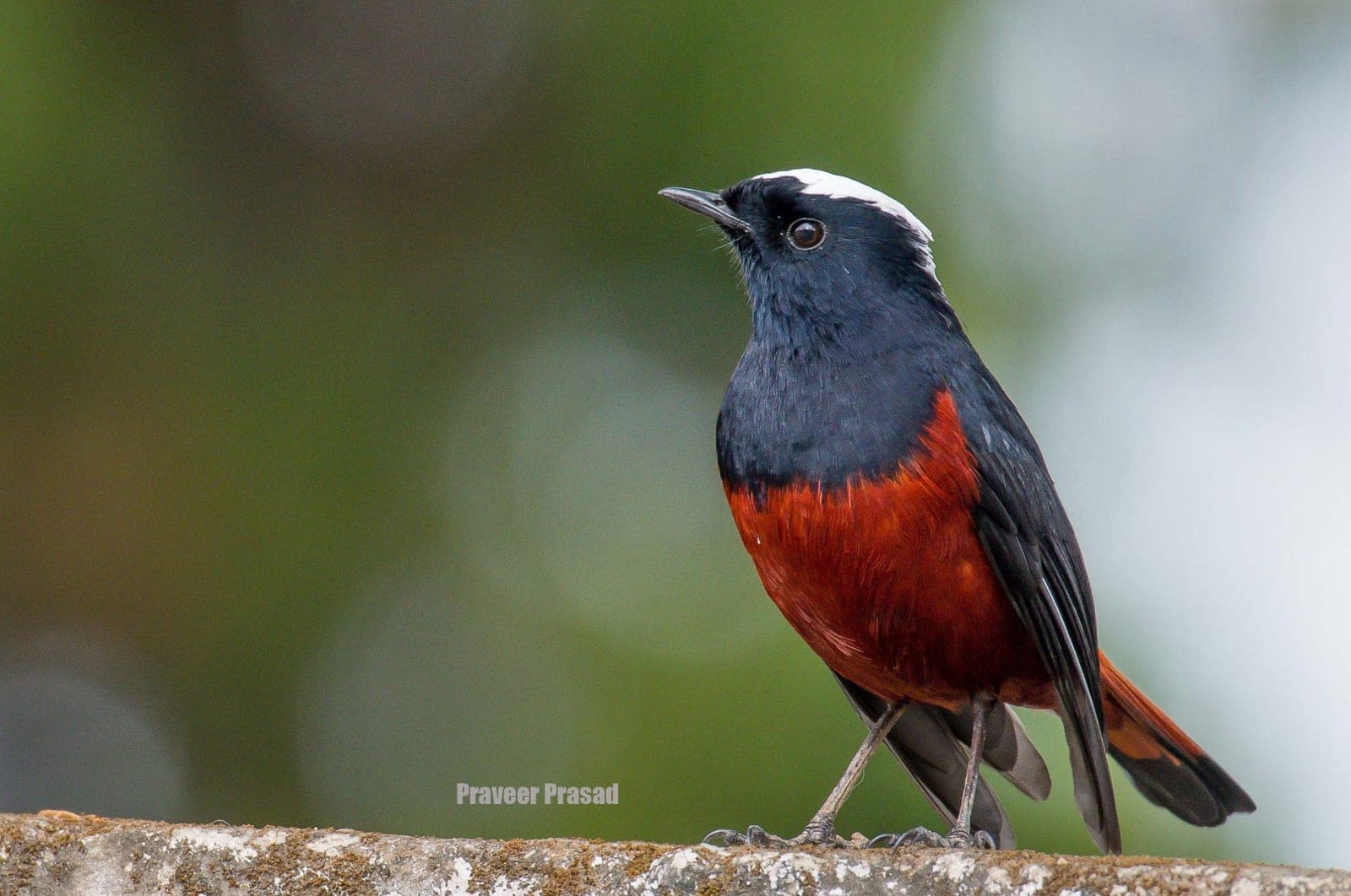 White-capped Redstart